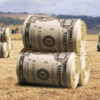 dólar campo