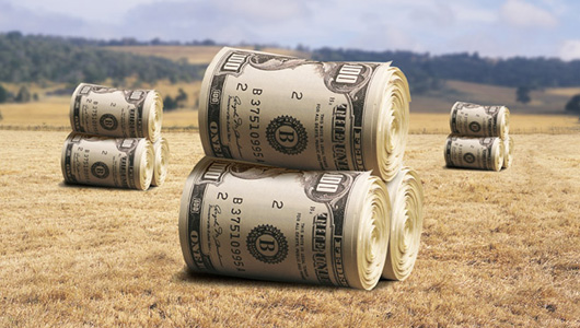 dólar campo