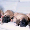 perros