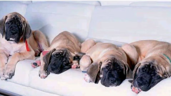 perros