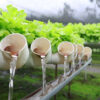 La clave de la hidroponía está en que el productor controla de manera precisa el agua, los nutrientes y las condiciones ambientales.