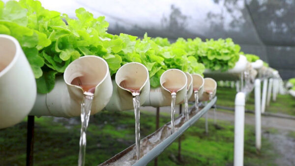 La clave de la hidroponía está en que el productor controla de manera precisa el agua, los nutrientes y las condiciones ambientales.