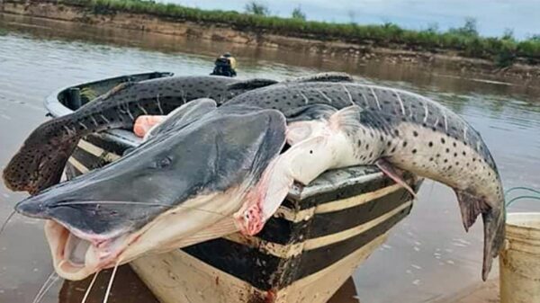 A partir de noviembre, no se podrá pescar ni comercializar surubí