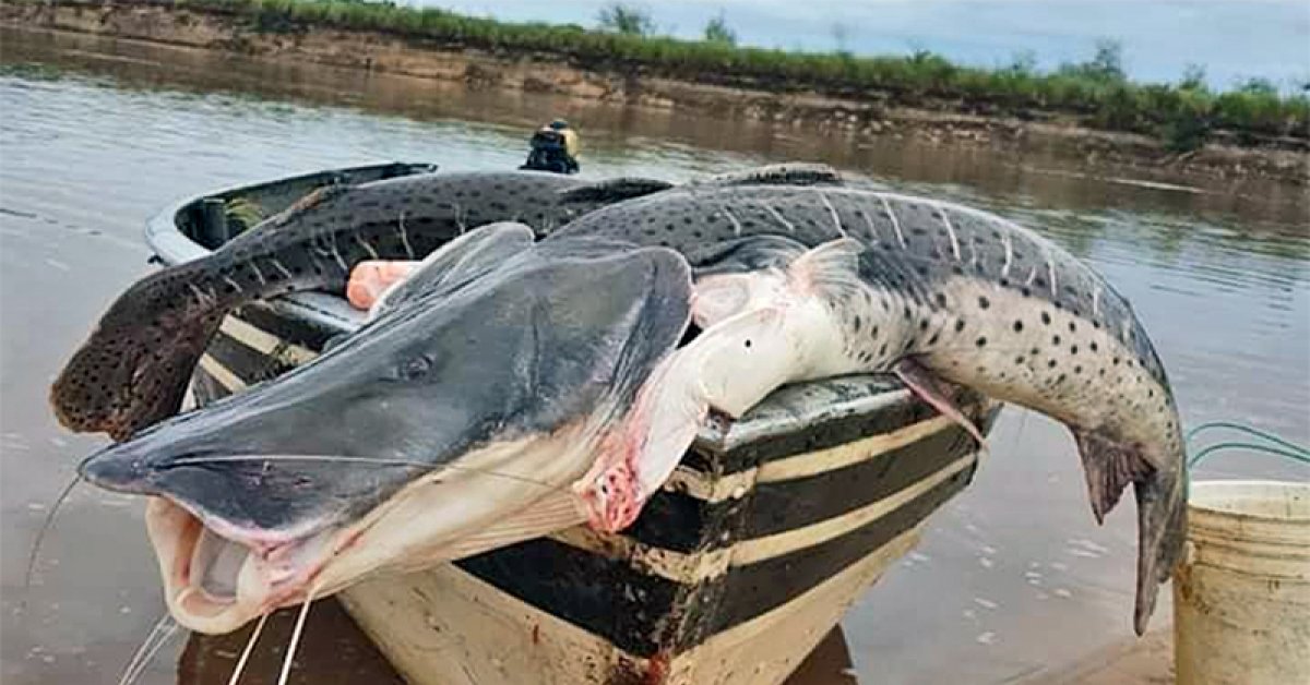 A partir de noviembre, no se podrá pescar ni comercializar surubí