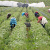 Los trabajadores son los que sostienen la producción tambera los 365 días del año, son los cosecheros de frutas y hortalizas, los que crían animales, los golondrinas que dejan su hogar por meses para ir a hacer campaña lejos de los suyos.