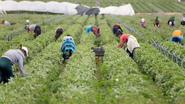 Los trabajadores son los que sostienen la producción tambera los 365 días del año, son los cosecheros de frutas y hortalizas, los que crían animales, los golondrinas que dejan su hogar por meses para ir a hacer campaña lejos de los suyos.