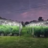 Vivero narco de Arroyo Leyes