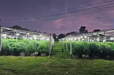 Vivero narco de Arroyo Leyes