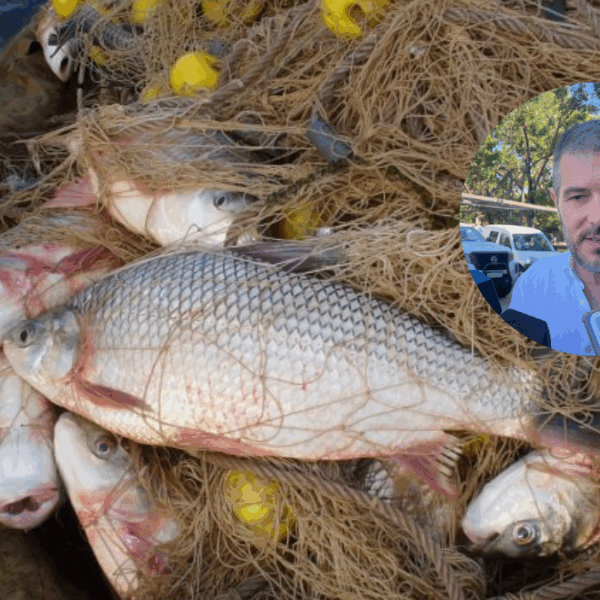 acopio para exportación