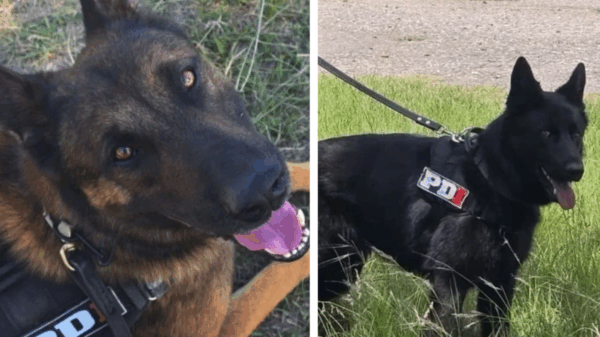 “Bono” y “Black”, los héroes de cuatro patas de la PDI de Santa Fe, posan tras consagrarse campeón y subcampeón del Campeonato Argentino 2025.