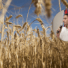 cosecha de trigo récord en Santa Fe