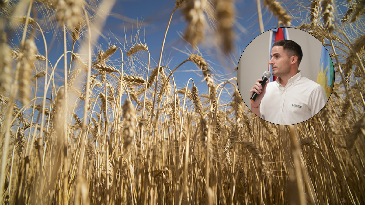 cosecha de trigo récord en Santa Fe