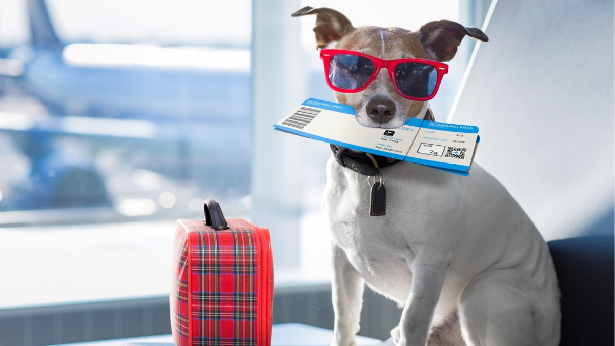 Viajar con mascotas ya es legal en trenes y micros de larga distancia: qué permite y qué exige la nueva norma