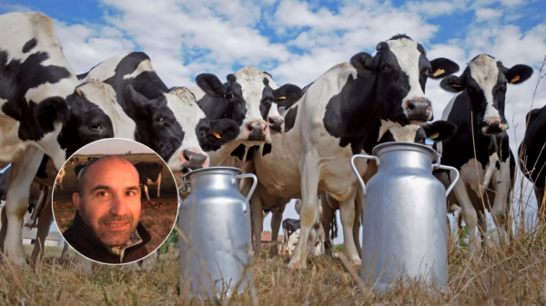 crisis en la lecheria