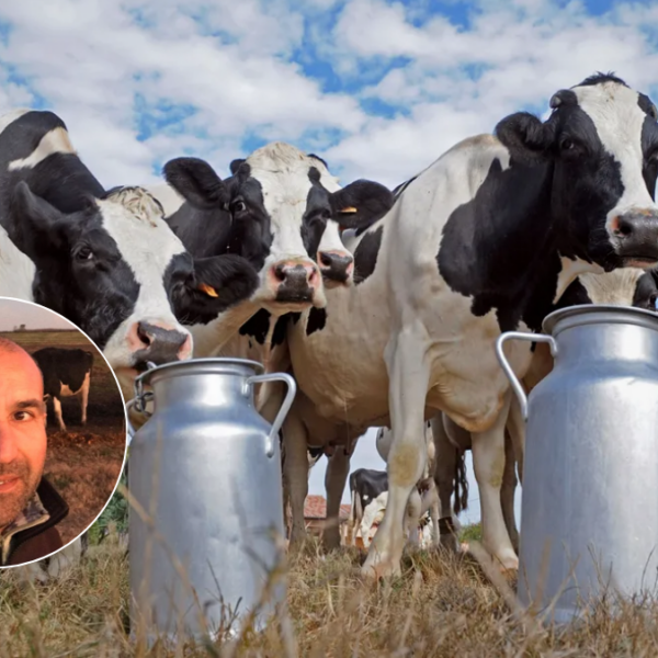 crisis en la lecheria