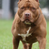 pitbull