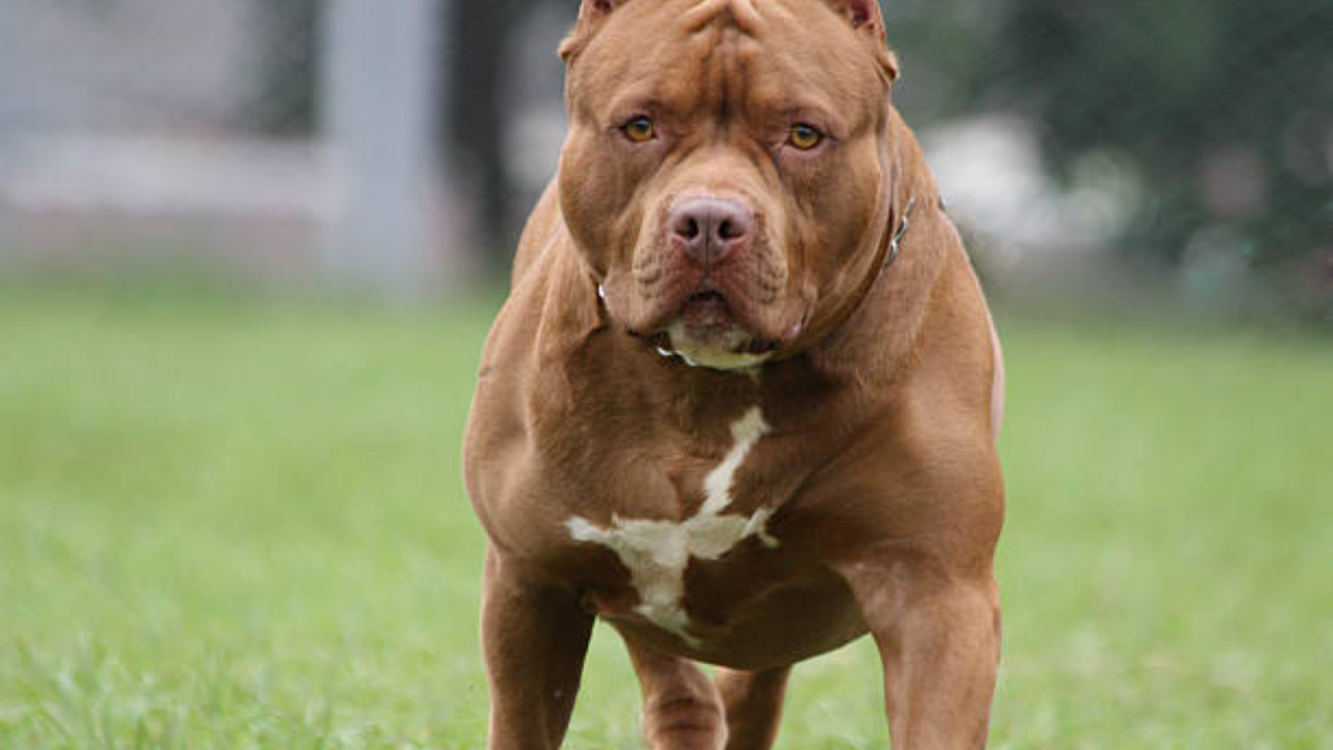 pitbull