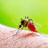 dengue