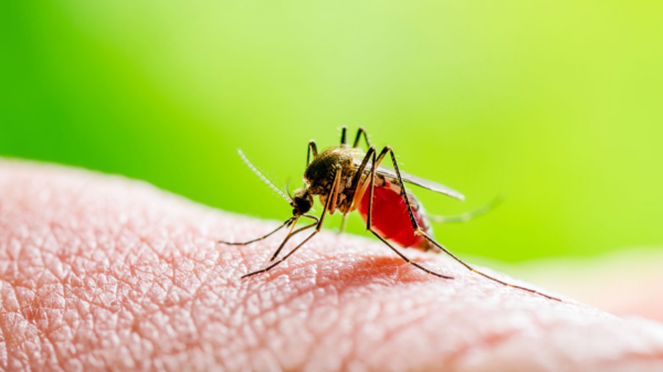 dengue